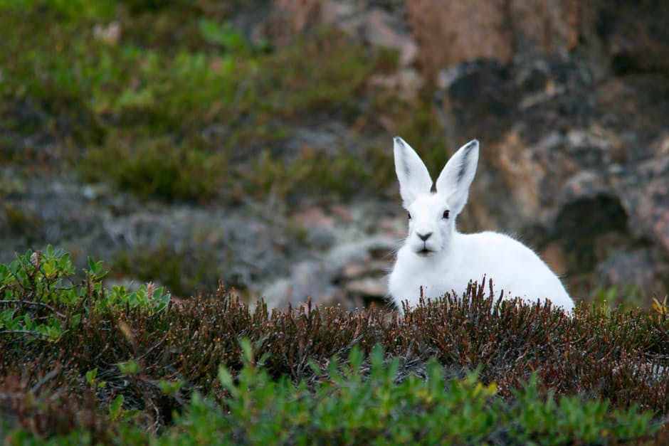 rabbit4