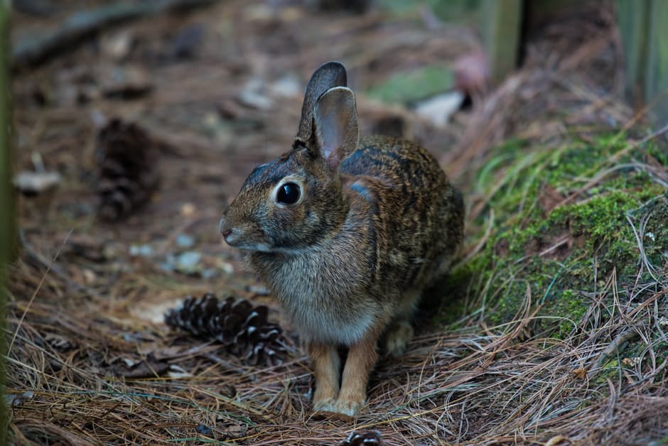 rabbit5