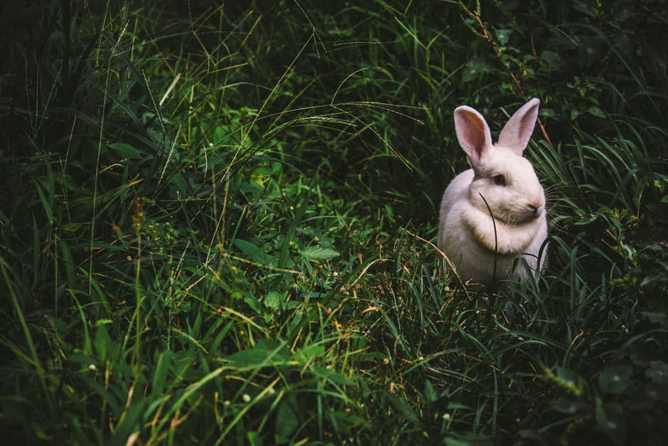 rabbit6
