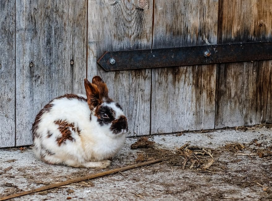 rabbit7