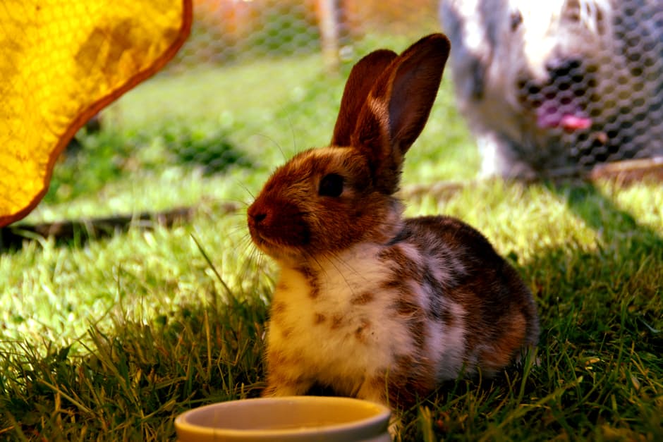 rabbit8
