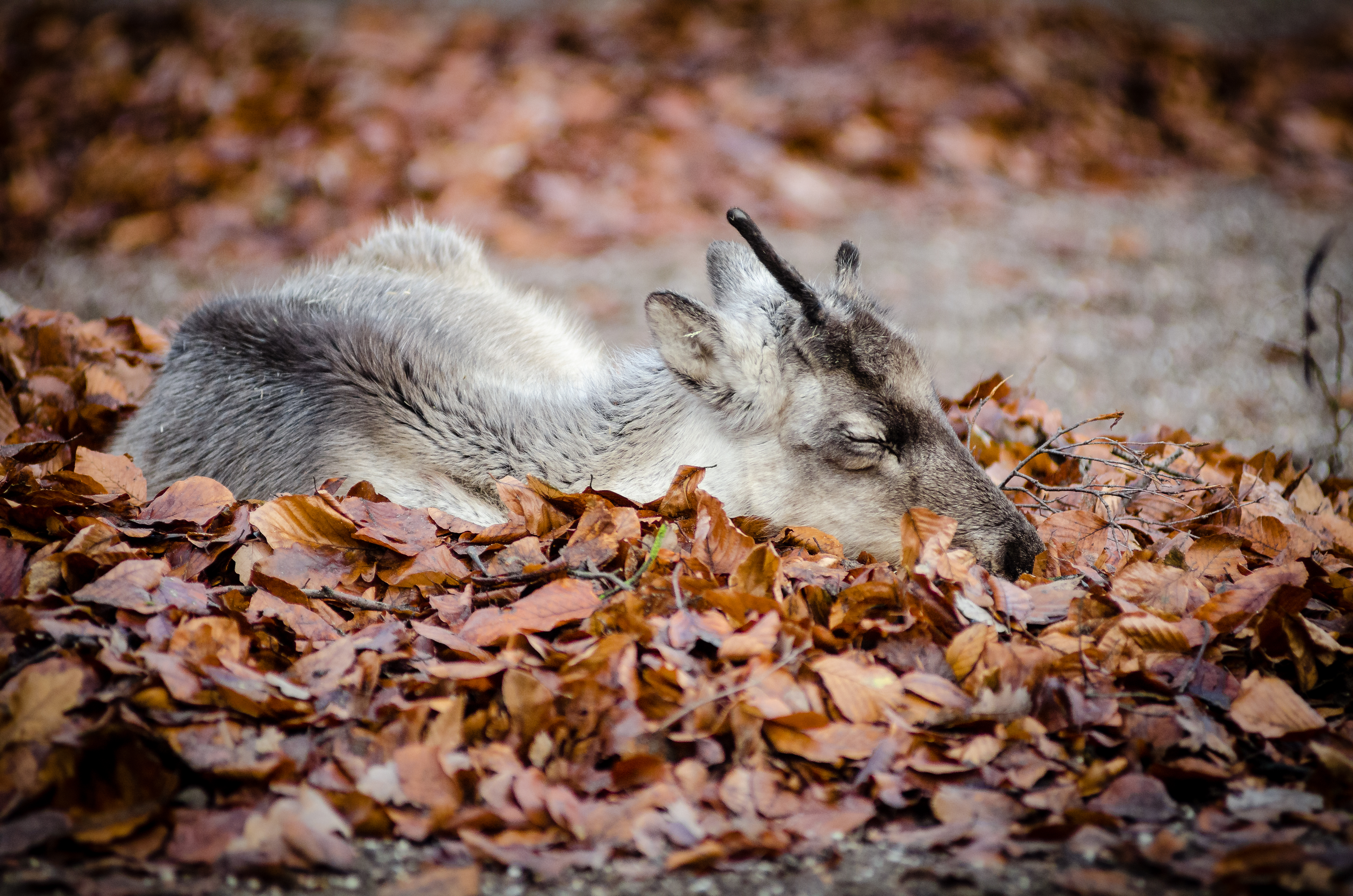 sleeping-animals