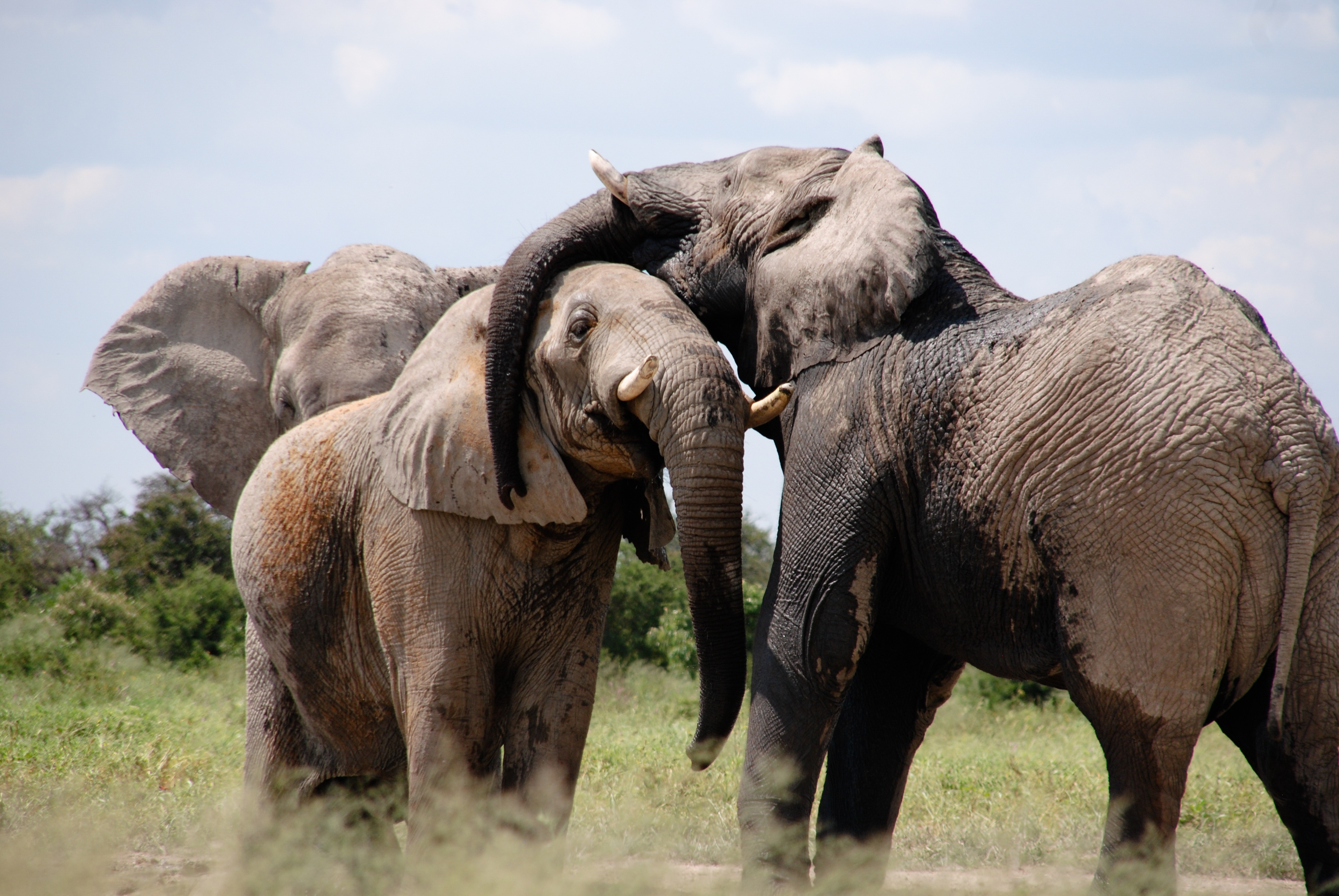 africa-elephant-words-animal-50579