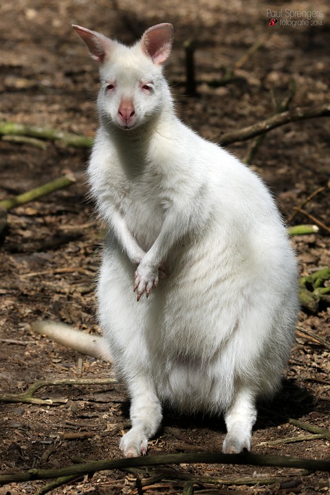 albino-waliby-327137_960_720