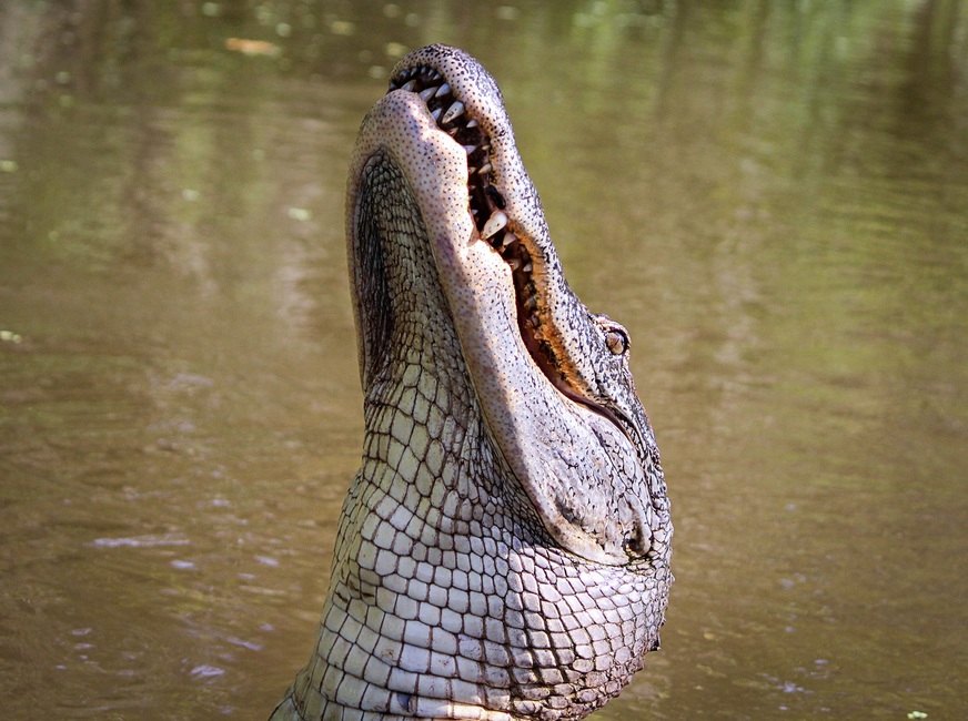 alligator-american-alligator-gator-amphibian-51345-large