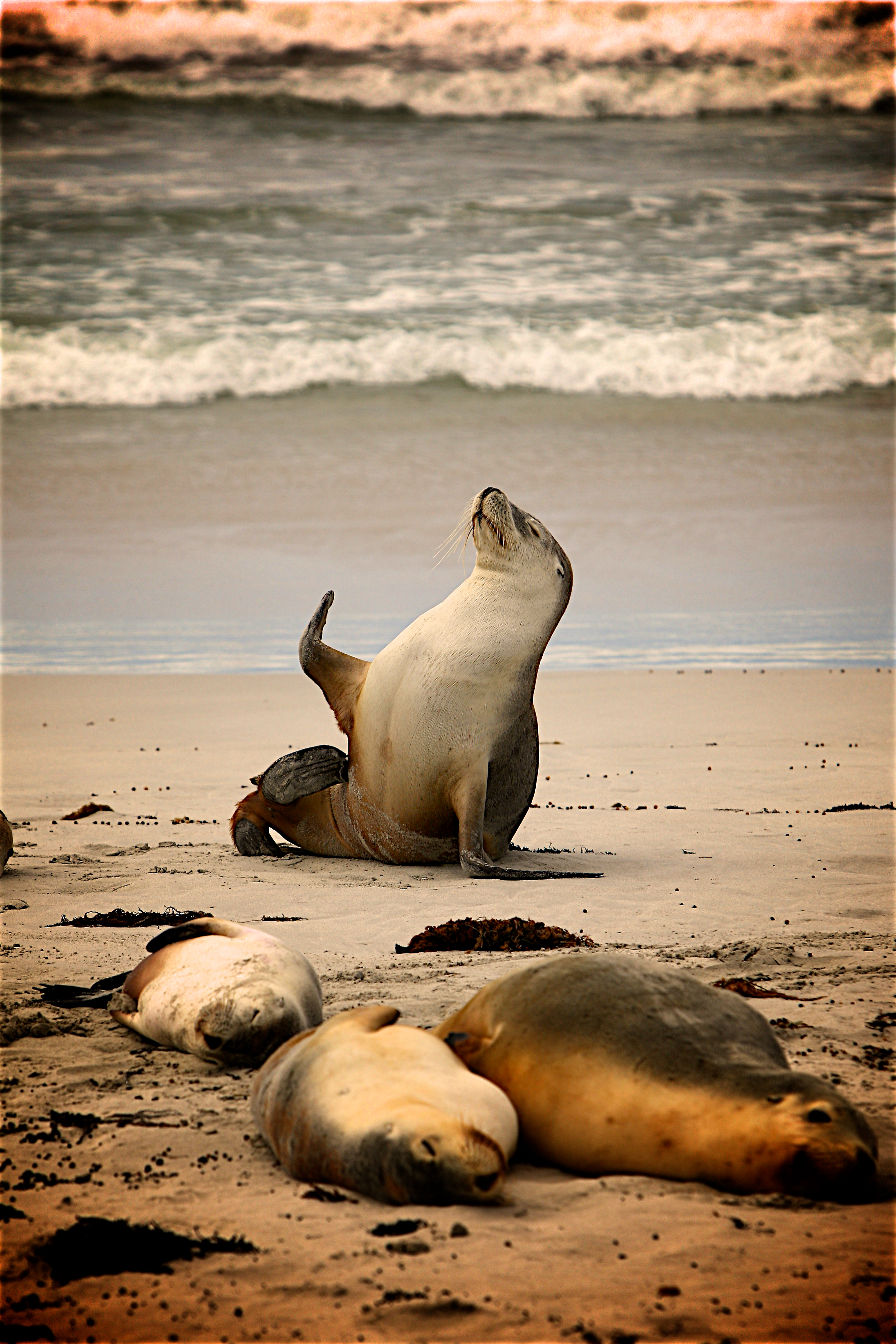 amazing-animal-photos