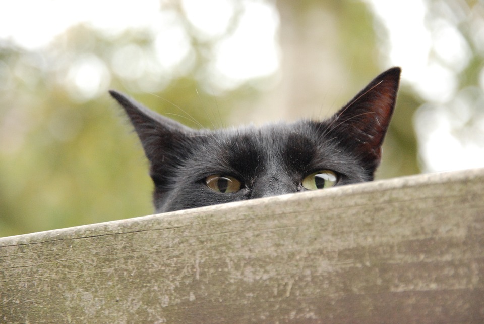 animal-1431573_960_720
