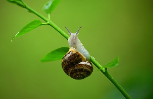 animal-1836482__340