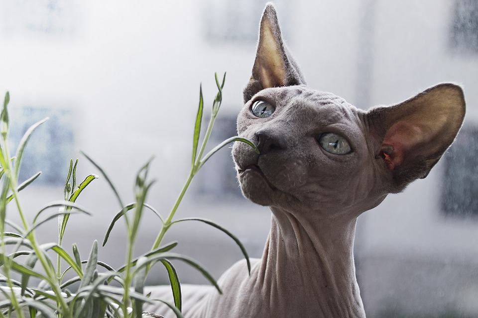 animal-1836651_960_720