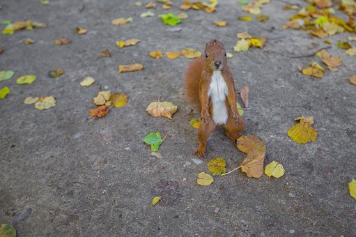 animal-1837082__340