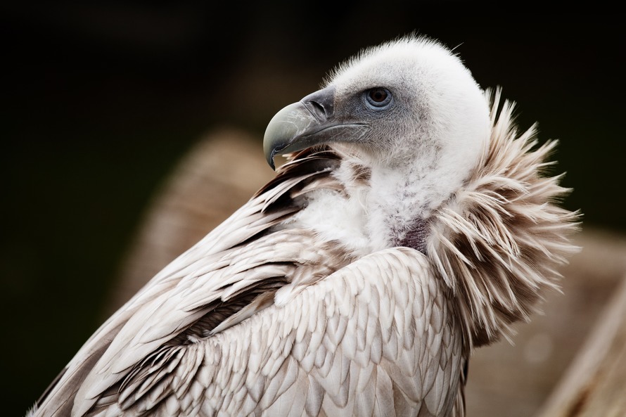 animal-beak-bird-feather-87401-large