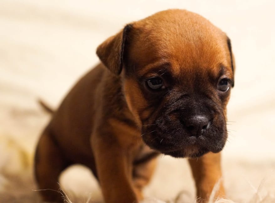 animal-dog-pet-bulldog