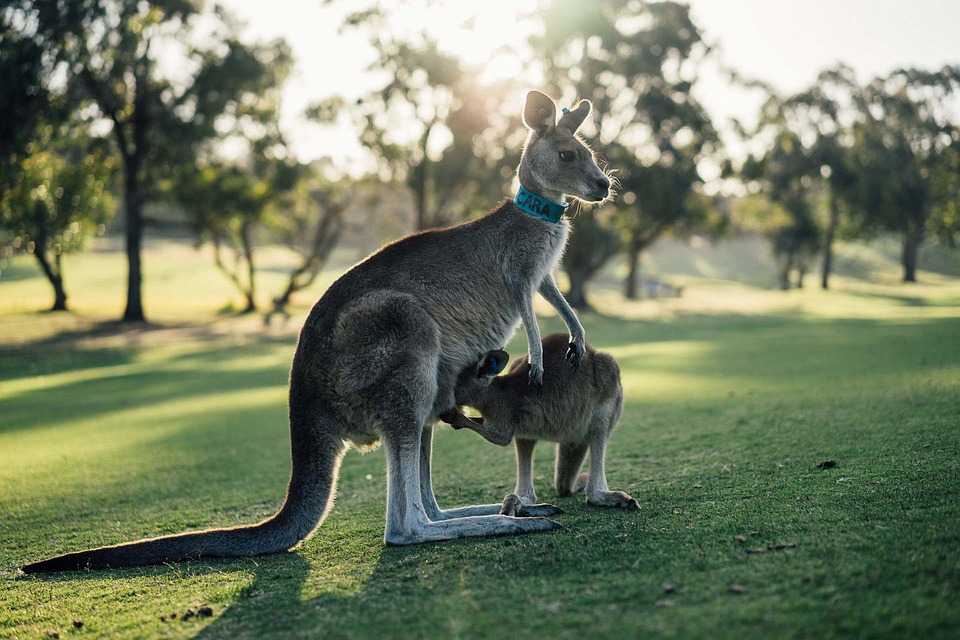 australia-1180394_960_720