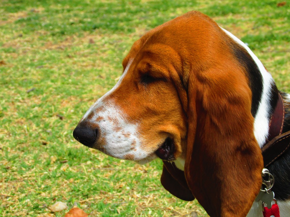 basset-hound-345645_960_720