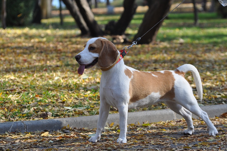 beagle-1091670_960_720
