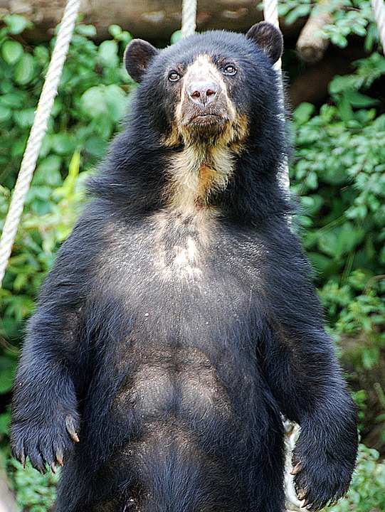 bear-1643378_960_720