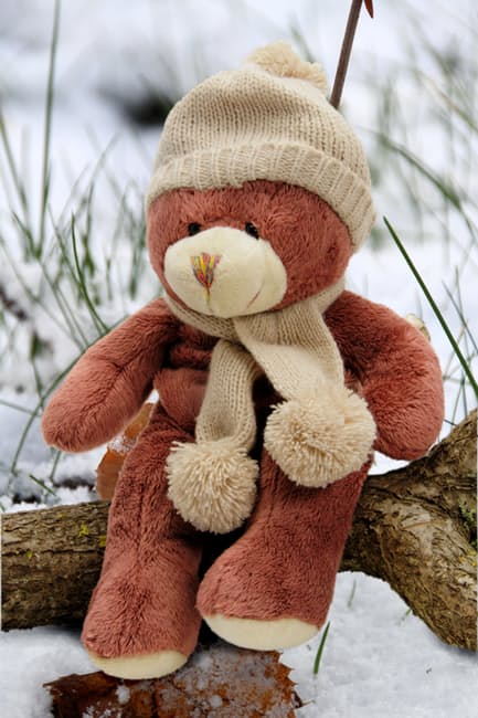 bear-bears-teddy-plush
