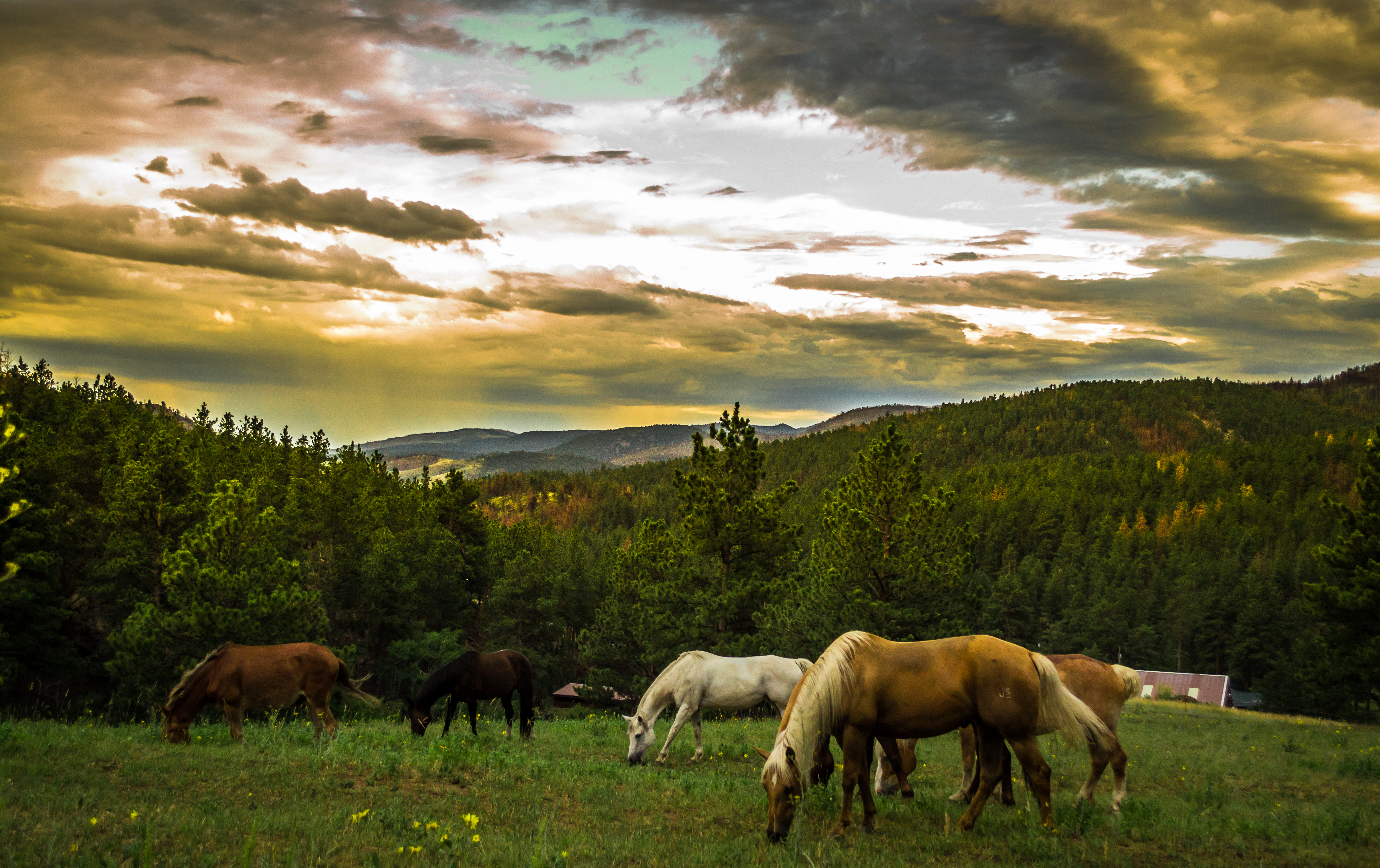 beautiful-horses-in-the-world