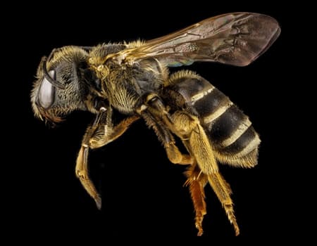 bee-halictus-macro-pollinator