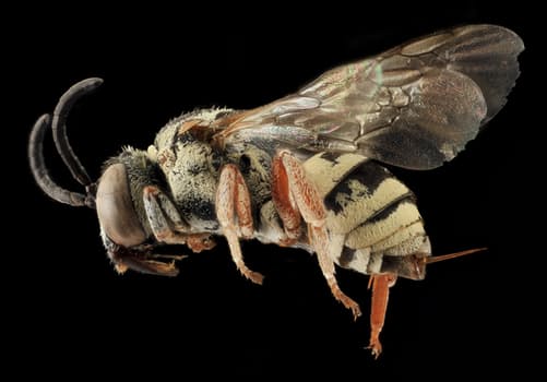 bee-insect-macro-profile