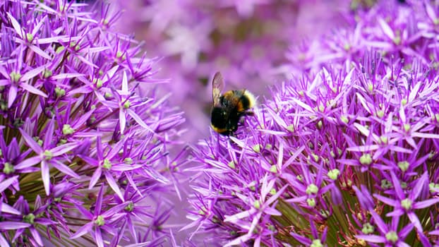 bees-honey