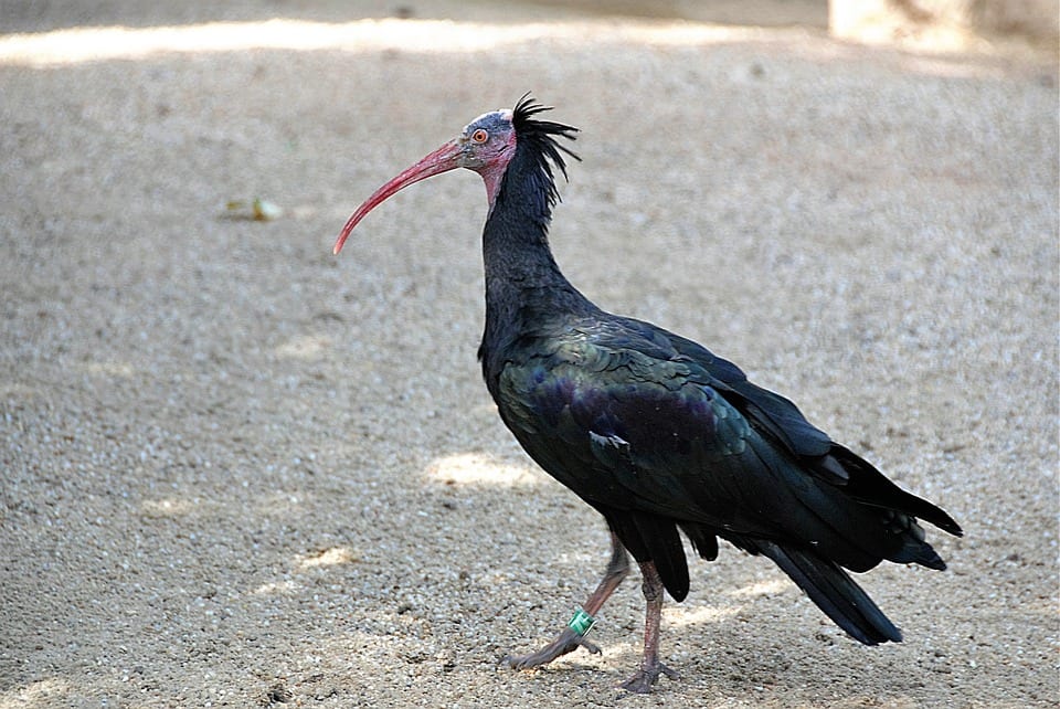 bird-1555585_960_720