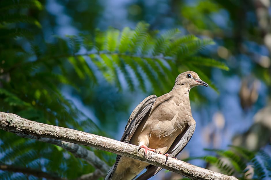 bird-wildlife-blue-sky