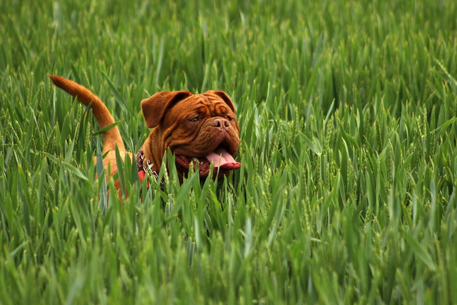 bordeaux-mastiff-dog-animal