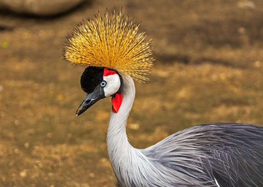 cape-crane-balearica-regulorum-crane-bird-66888