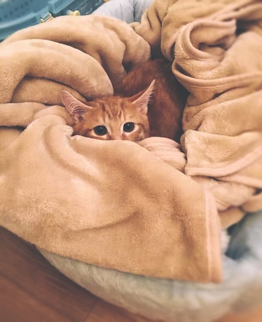 cat