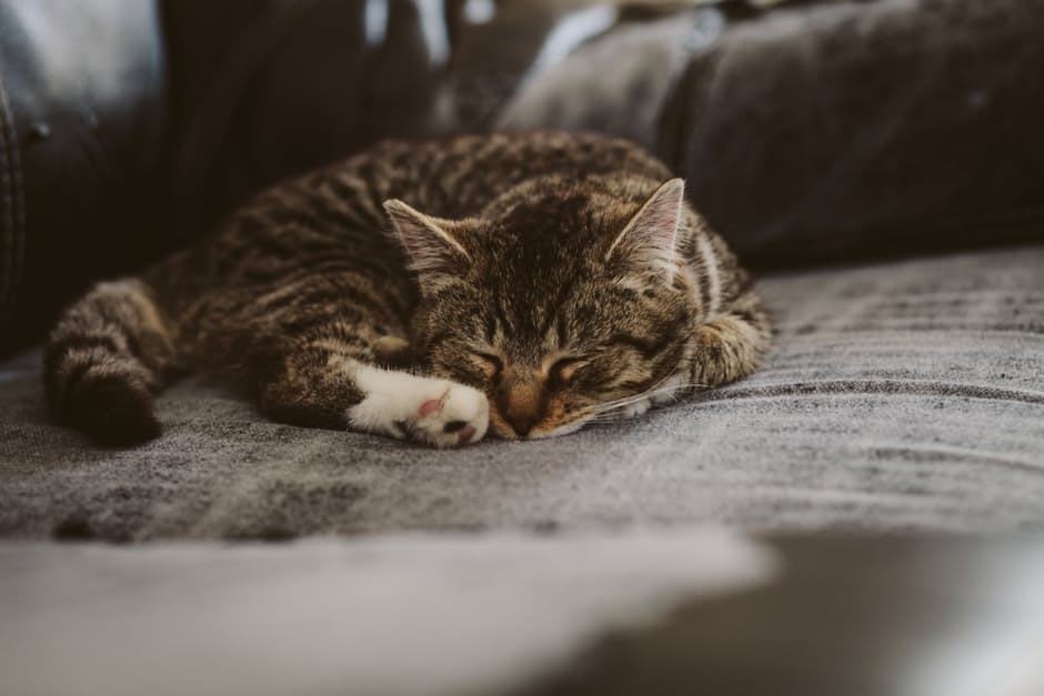 cat-kitten-kitty-animal-85126