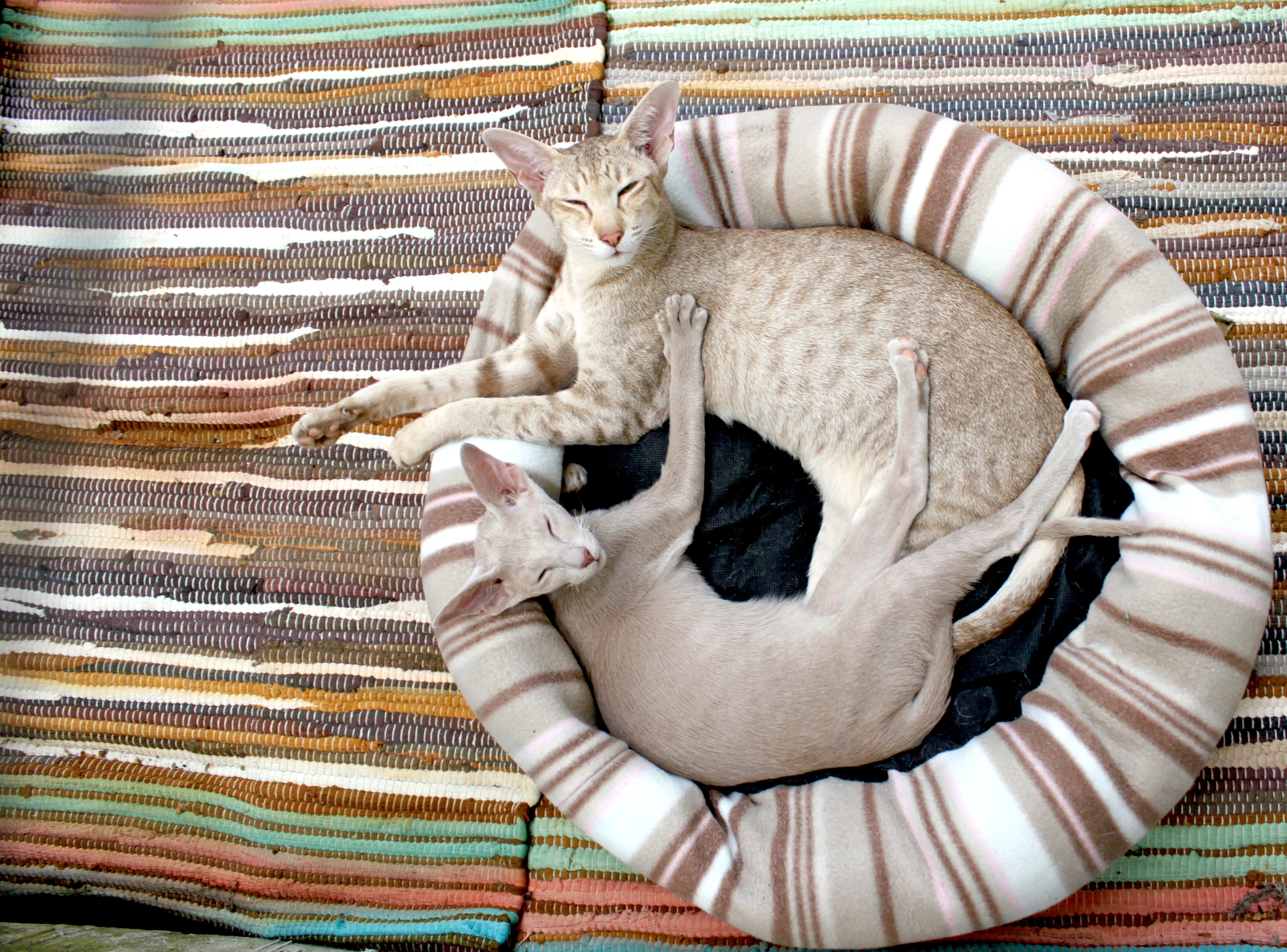 cat-kitten-siamese-cat-cozy-64284