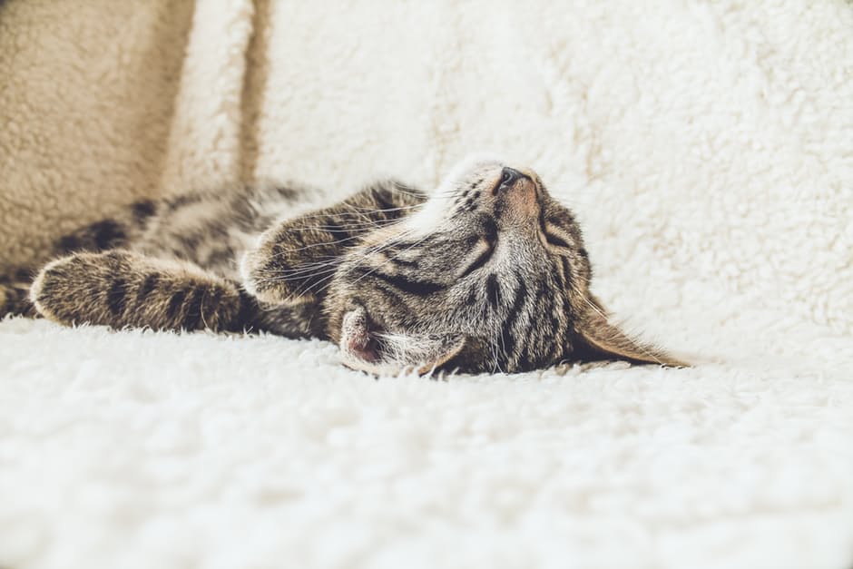 cat-sleeps