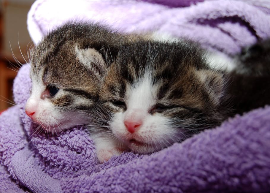 cat-young-cat-playful-pet-64147