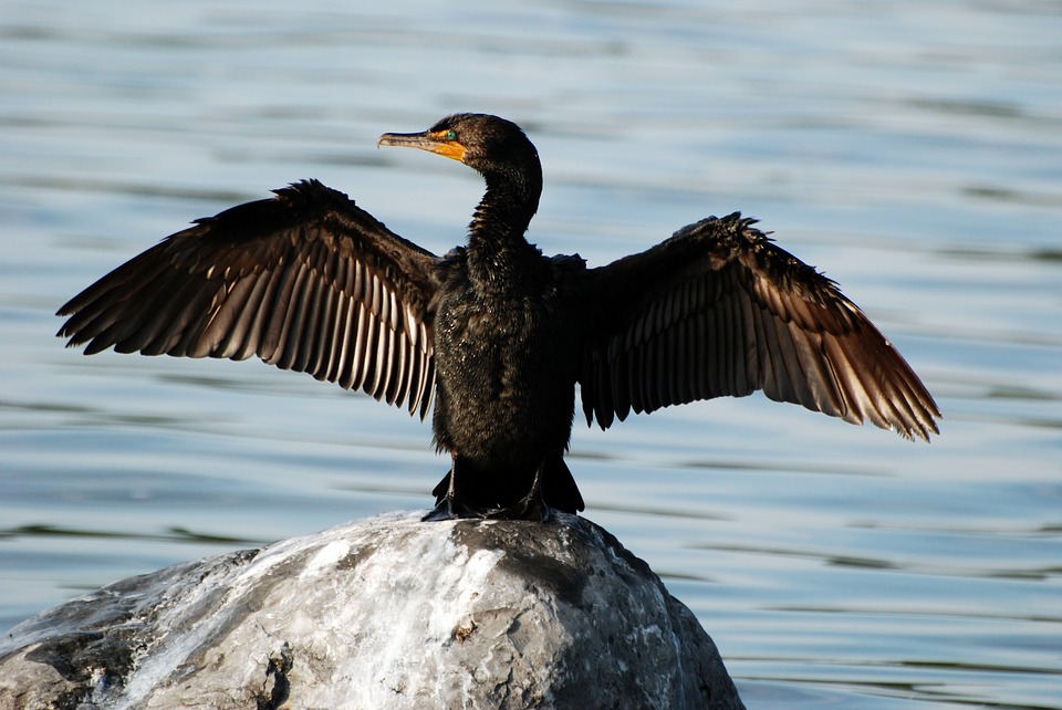 cormorant-1800387_960_720