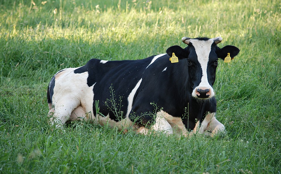 cow-1495509_960_720