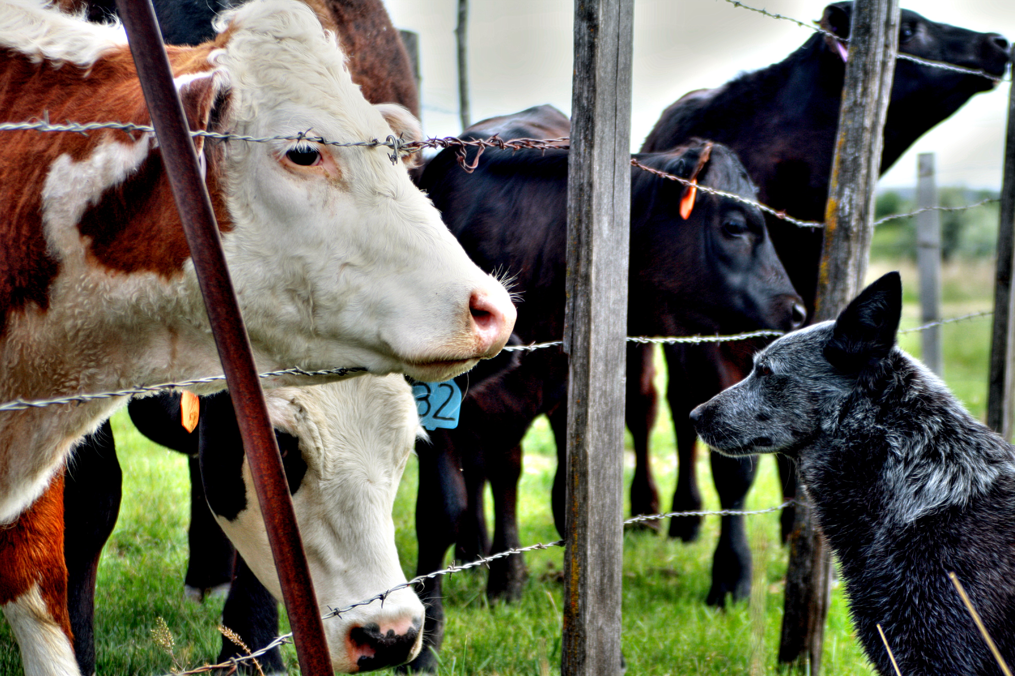cows