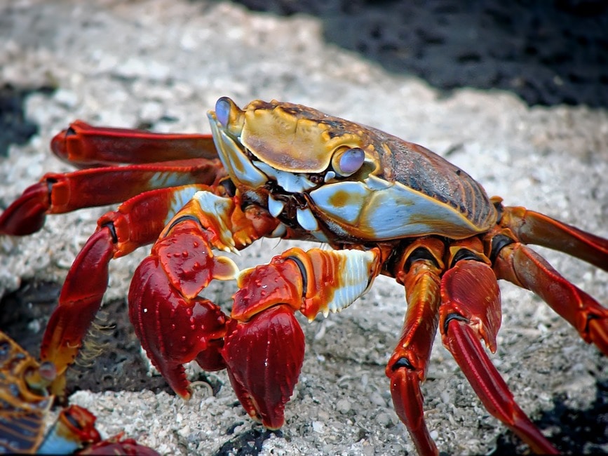 crab-animal-aquatic-archipelago-59809-large
