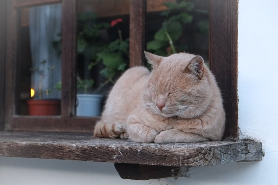 cute-catty