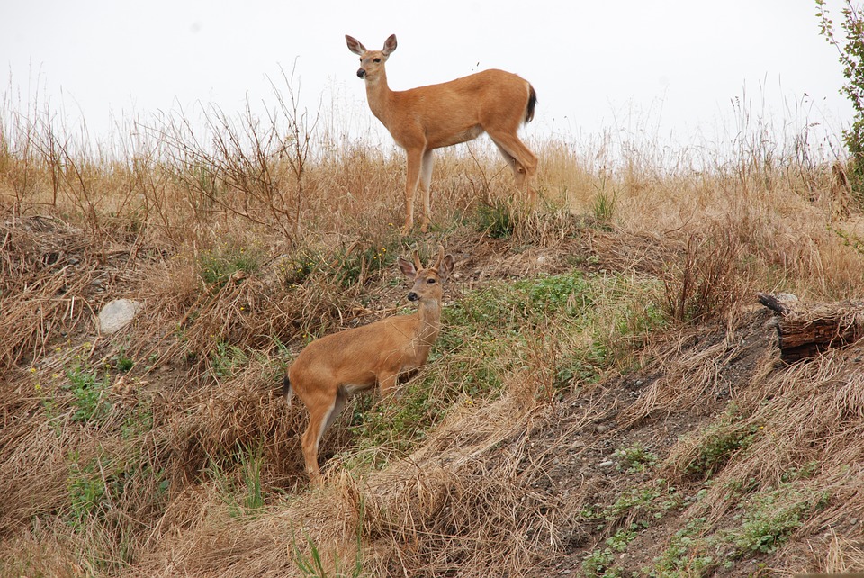 deer-1574949_960_720