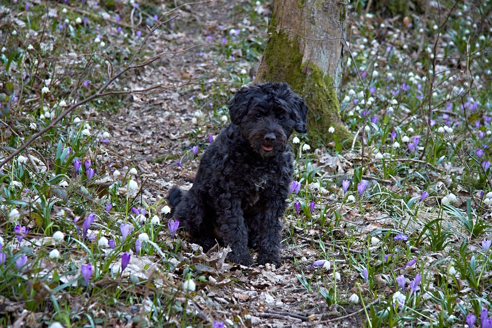 dog-18274_960_720