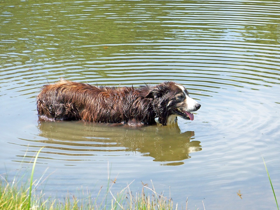 dog-18524_960_720