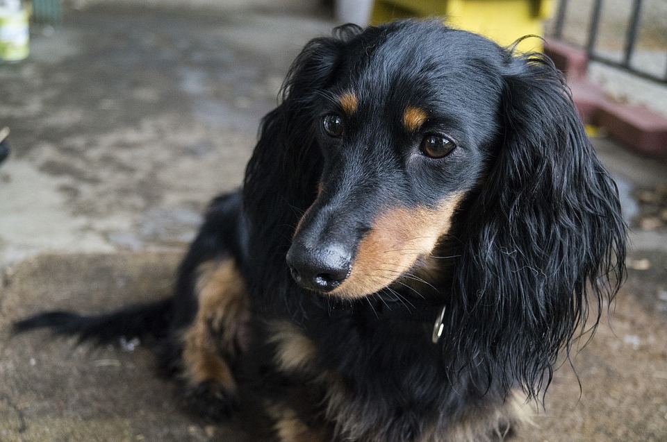 dog-224455_960_720
