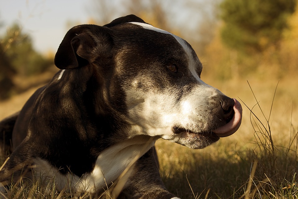 dog-263601_960_720