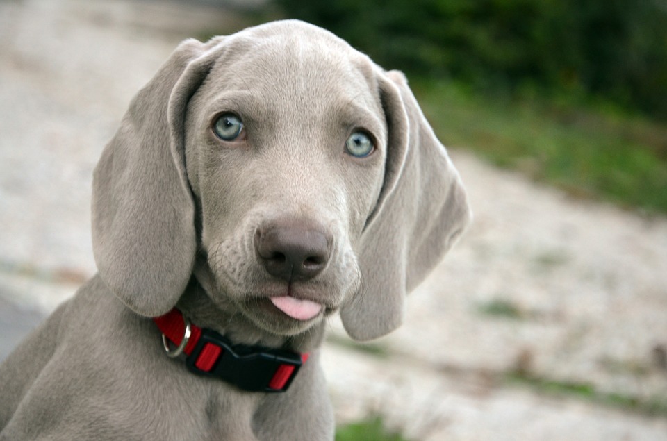 dog-613927_960_720