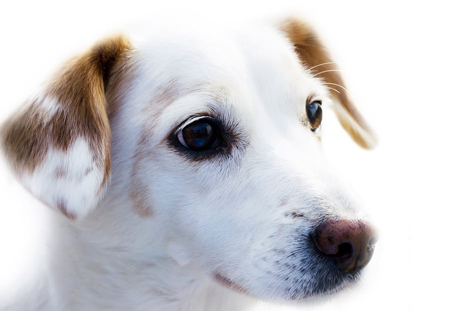 dog-animal-friend-loyalty-67304