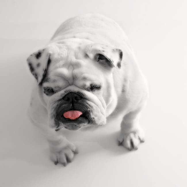 dog-bulldog-white-tongue-40986