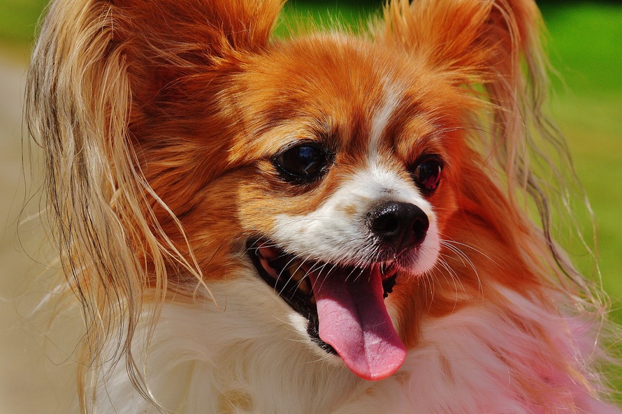 dog-chihuahua-cute-small-dog-162212-large