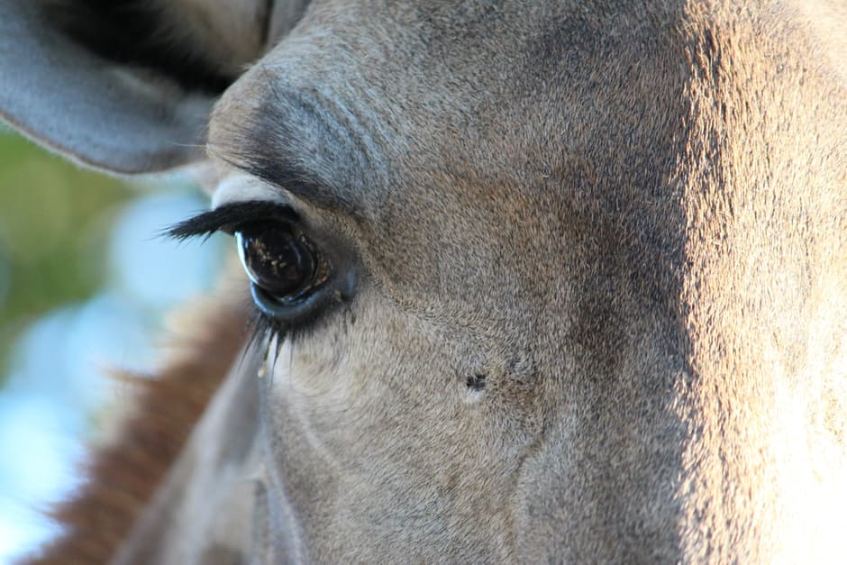 donkey-2
