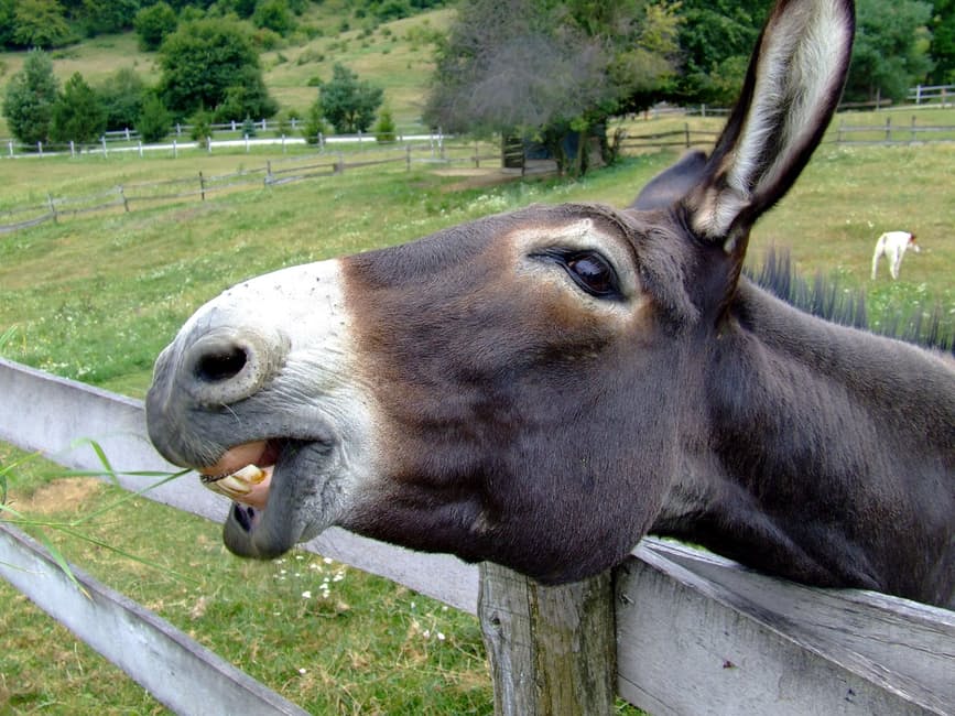 donkey-fence-nature-outside-70369